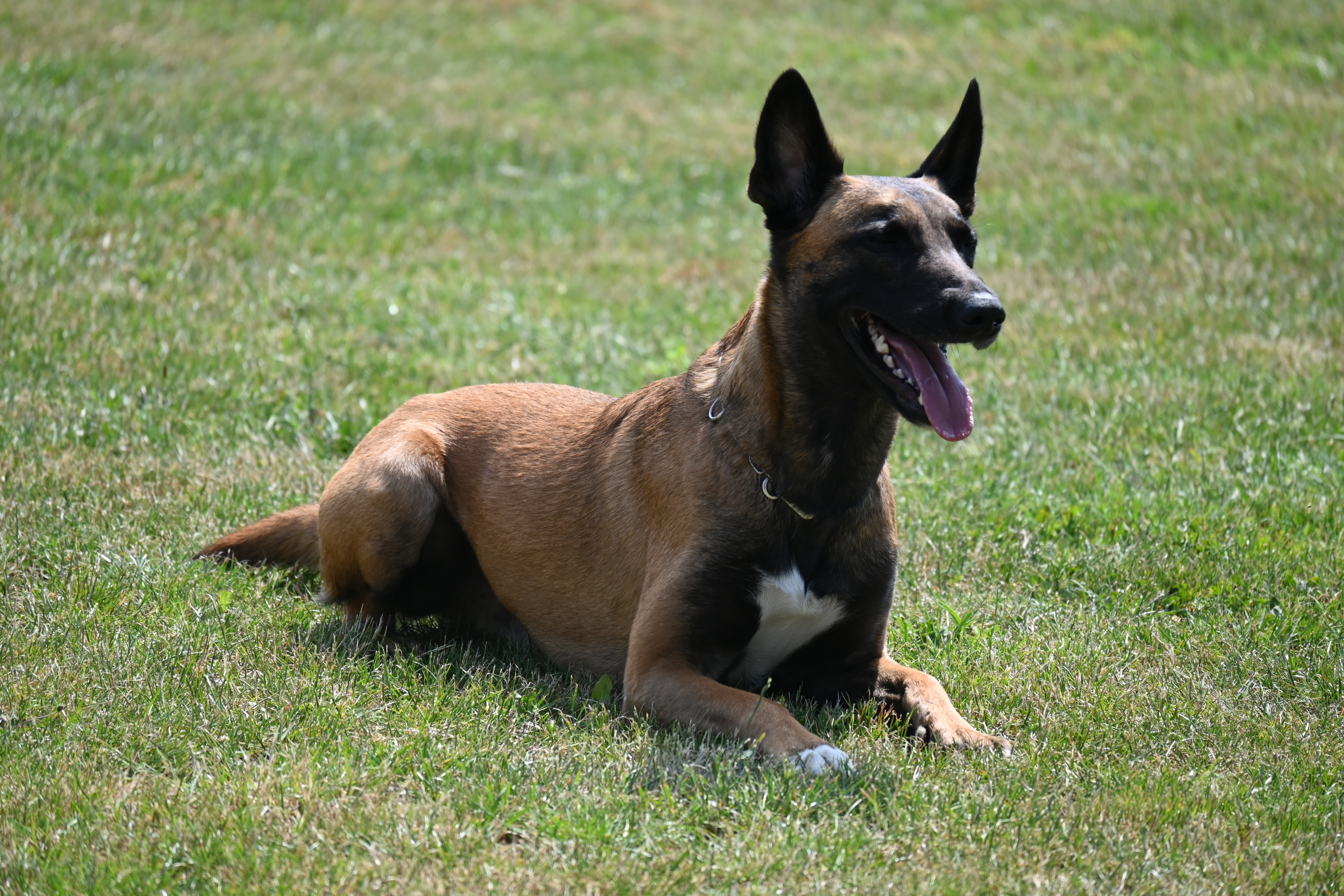 Polizeihund